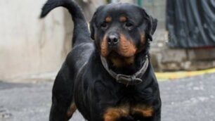 Un rottweiler senza guinzaglio