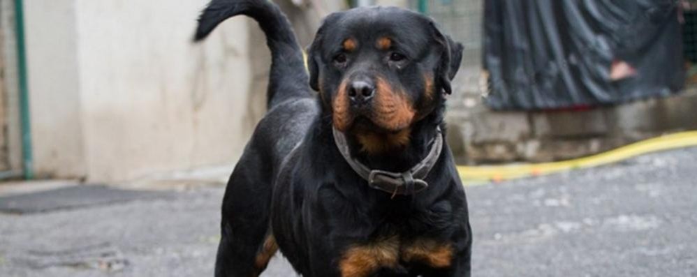 Un rottweiler senza guinzaglio