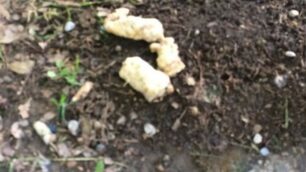 Monza, le polpette ritrovate dalla polizia locale nei giardini di via Baracca/via Annoni
