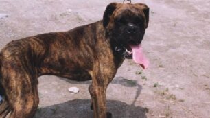 Un cane boxer