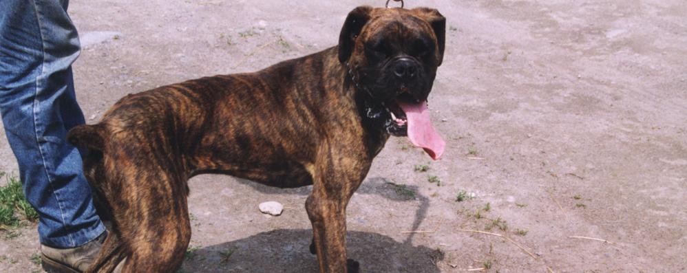 Un cane boxer