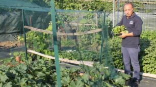 Un pezzo di terreno in via Luini coltivato solo per ortaggi