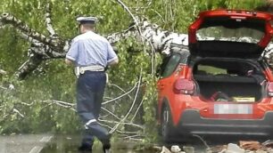 Seregno, l'albero caduto su un'auto in via Messina