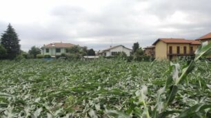 Busnago danni maltempo 25 giugno: al campo coltivato di via dei Noci - foto Marco Testa