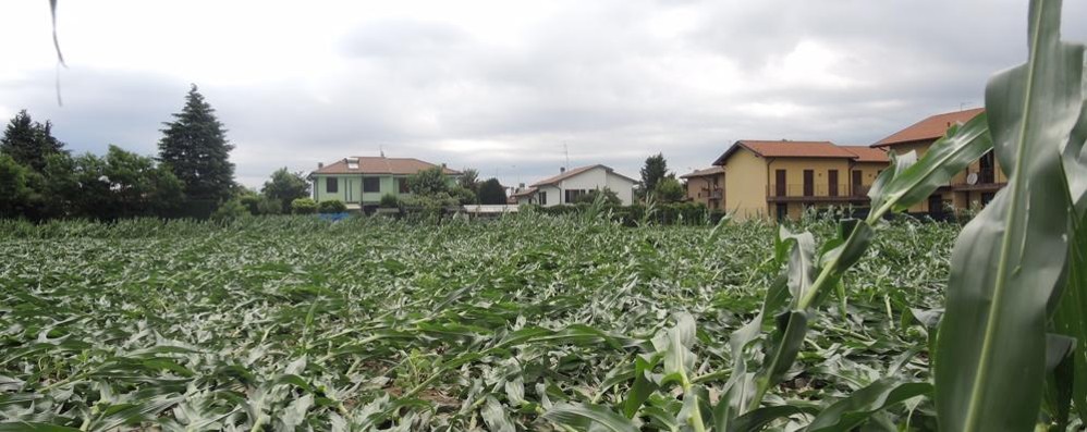 Busnago danni maltempo 25 giugno: al campo coltivato di via dei Noci - foto Marco Testa