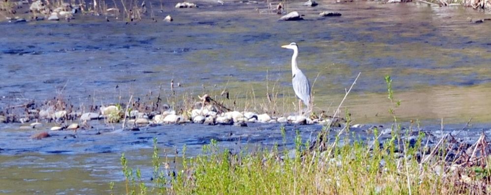 La fauna del Parco Valle del Lambro