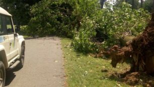 Danni maltempo 14 luglio: parco di Monza - foto Parco Valle Lambro