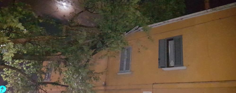arcore bufera, albero pubblico sul tetto di una casa al Bruno