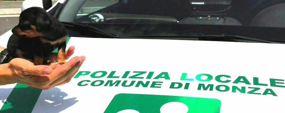 Il pincher salvato alla polizia locale