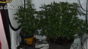 Le serre di marijuana di via Rosmini