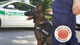 Monza cane antidroga polizia locale Narco