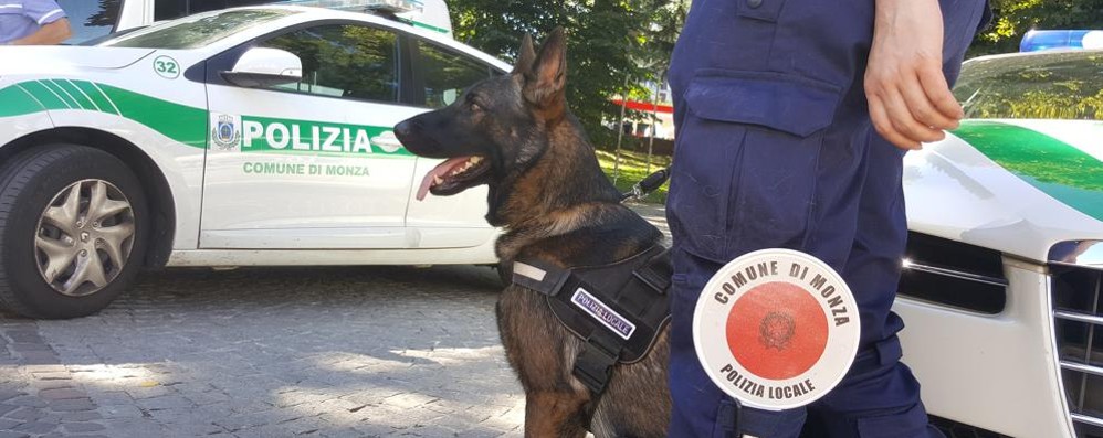 Monza cane antidroga polizia locale Narco