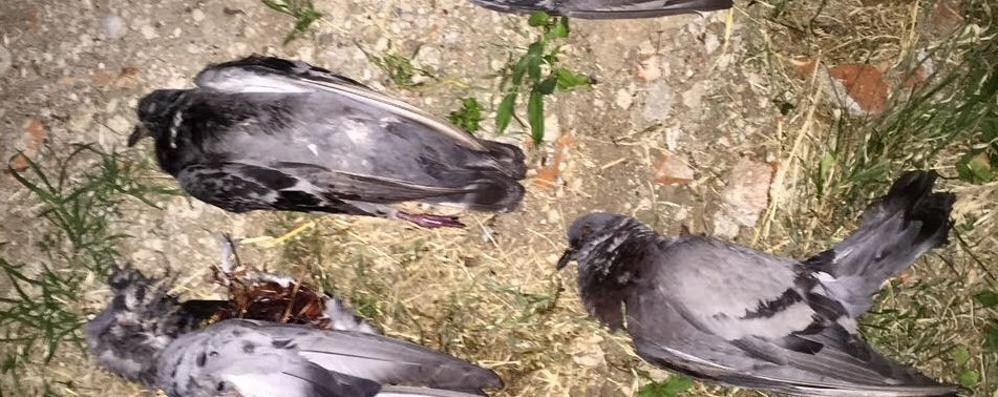 piccioni morti caponago cascina seregna