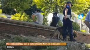 Un cane antidroga per la polizia locale di Monza