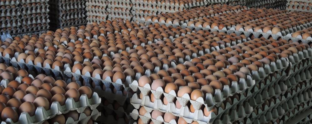 Controlli a tappeto sulle uova in Lombardia