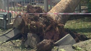 Uno dei numerosi alberi sradicati dal maltempo lo scorso 14 luglio