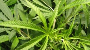 Piante di marijuana