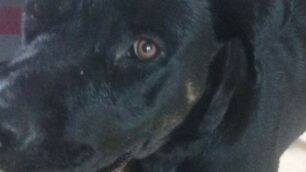 Il cane salvato in Valassina
