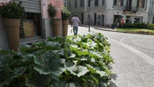 MONZA l aiuola con le zucchine in Via Vittorio Emanuele