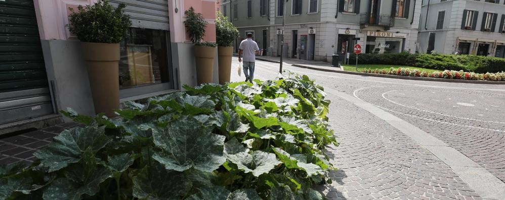 MONZA l aiuola con le zucchine in Via Vittorio Emanuele