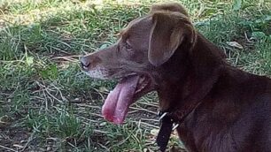 villasanta cane morto