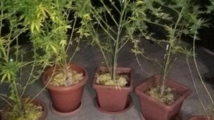 Le piante sequestrate dai carabinieri