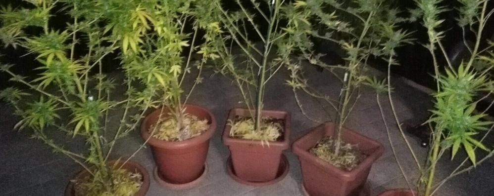Le piante sequestrate dai carabinieri