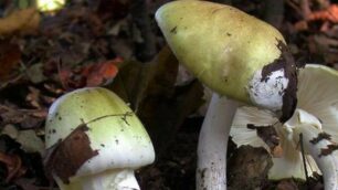 Funghi Amanita Falloide, altamente tossici