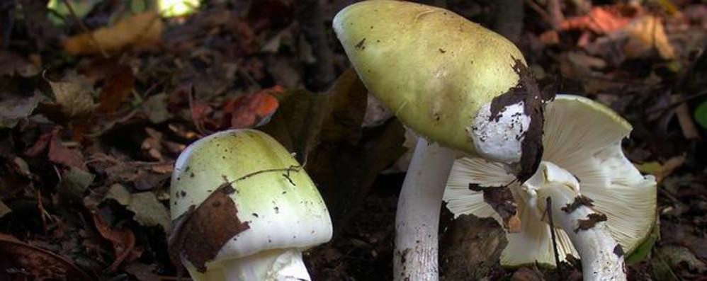 Funghi Amanita Falloide, altamente tossici