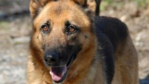 Un cane pastore