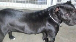 Un esemplare di Amstaff