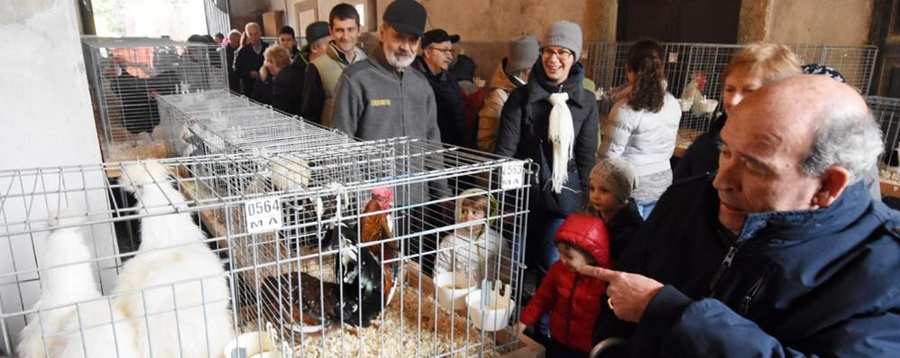 La fiera di Santa Caterina, edizione 2016