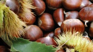 Buona la raccolta lombarda di castagne