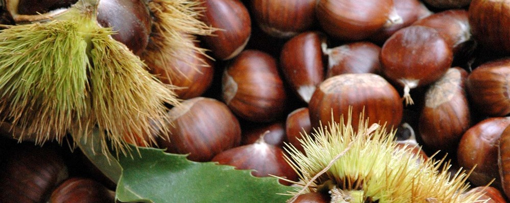 Buona la raccolta lombarda di castagne