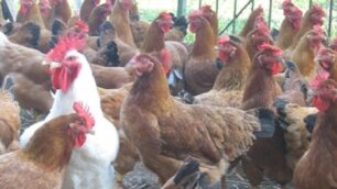 Alcuni polli e galline
