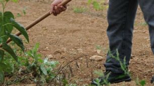 Agricoltura in Brianza - foto d’archivio