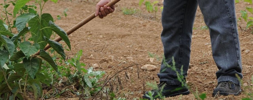 Agricoltura in Brianza - foto d’archivio