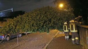 Monza Albero caduto via Ghilini