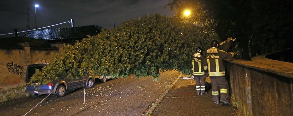 Monza Albero caduto via Ghilini