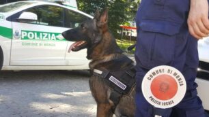 Monza cane antidroga polizia locale Narco