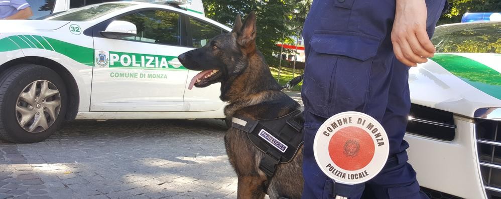 Monza cane antidroga polizia locale Narco