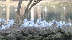 Monza Gabbiani giardini reali