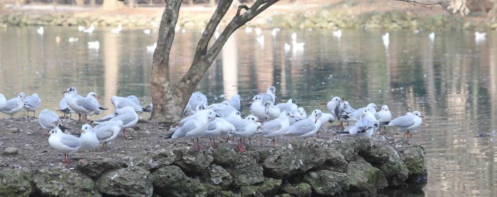 Monza Gabbiani giardini reali