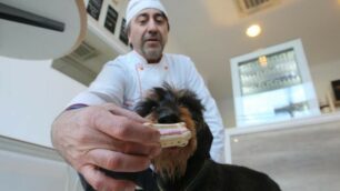 Monza Gelato biscotto per cani a Triante