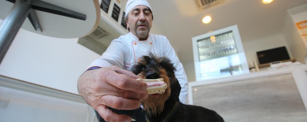 Monza Gelato biscotto per cani a Triante