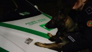 Cane Narco, unità cinofila della polizia locale di Monza, con la droga recuperata