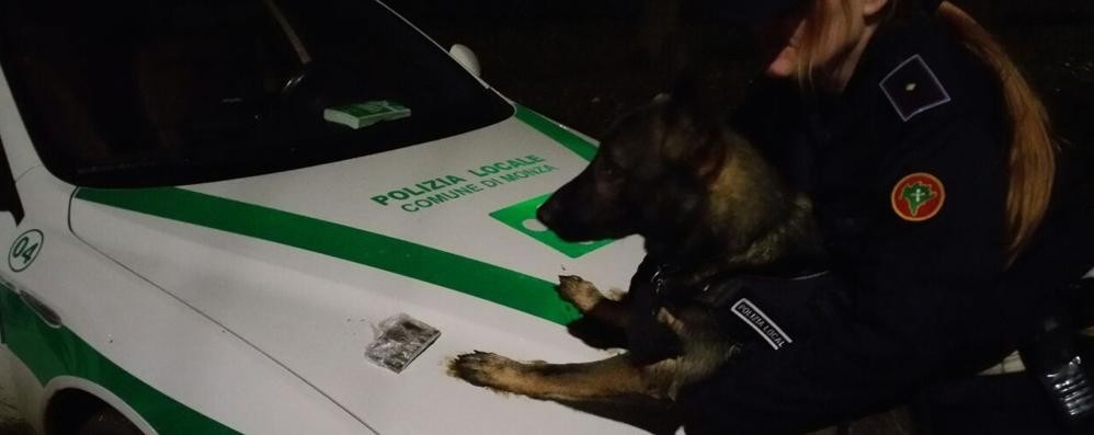 Cane Narco, unità cinofila della polizia locale di Monza, con la droga recuperata