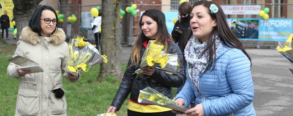 Le mimose regalate da il Cittadino nell’edizione 2017 della Run for life