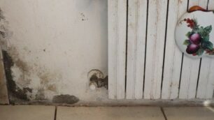 La casa di edilizia sociale eco-compatibile di via Locatelli a Seregno, piena di umido per le otto famiglie che sono costrette loro malgrado vivere quaotidianamente e il comune latita