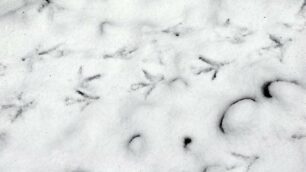 Cartoline di Monza con la neve